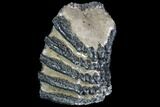 Partial, Southern Mammoth Molar - Hungary #87540-1